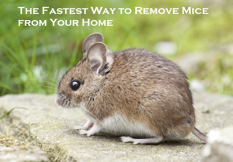 Mice Removal