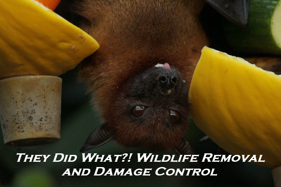 Wildlife Removal