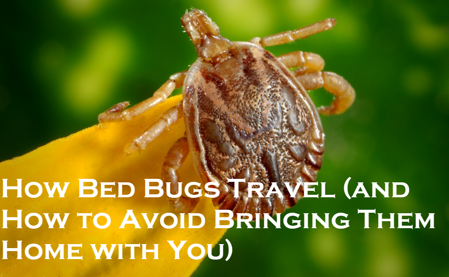 Bed Bugs Removal