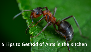 Ant Control