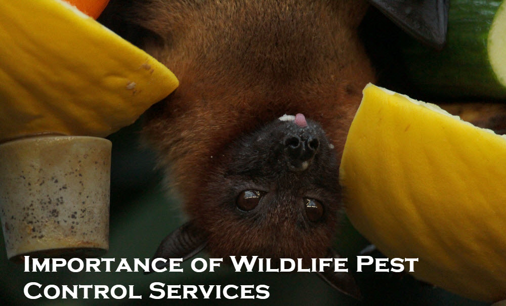 Wildlife Pest Control Services