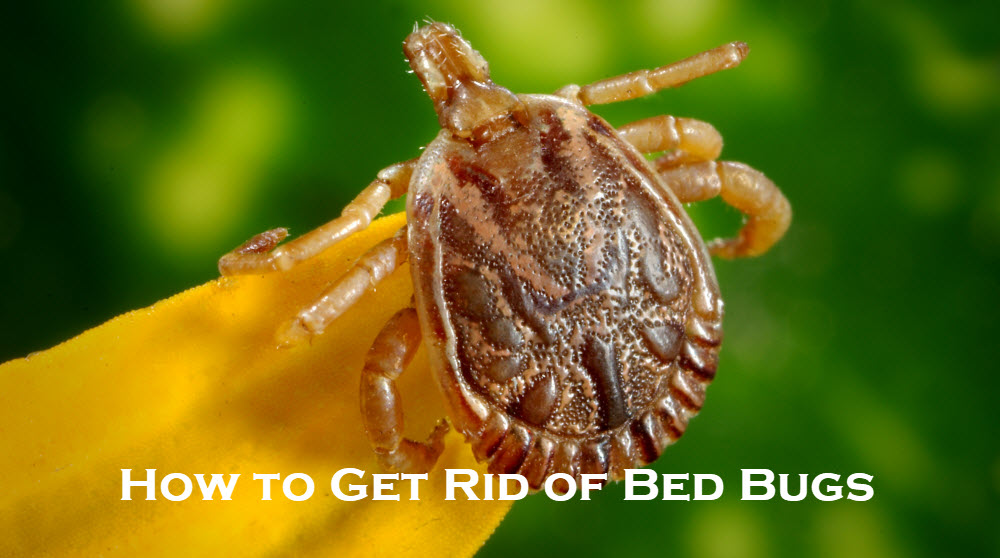 Bed Bugs