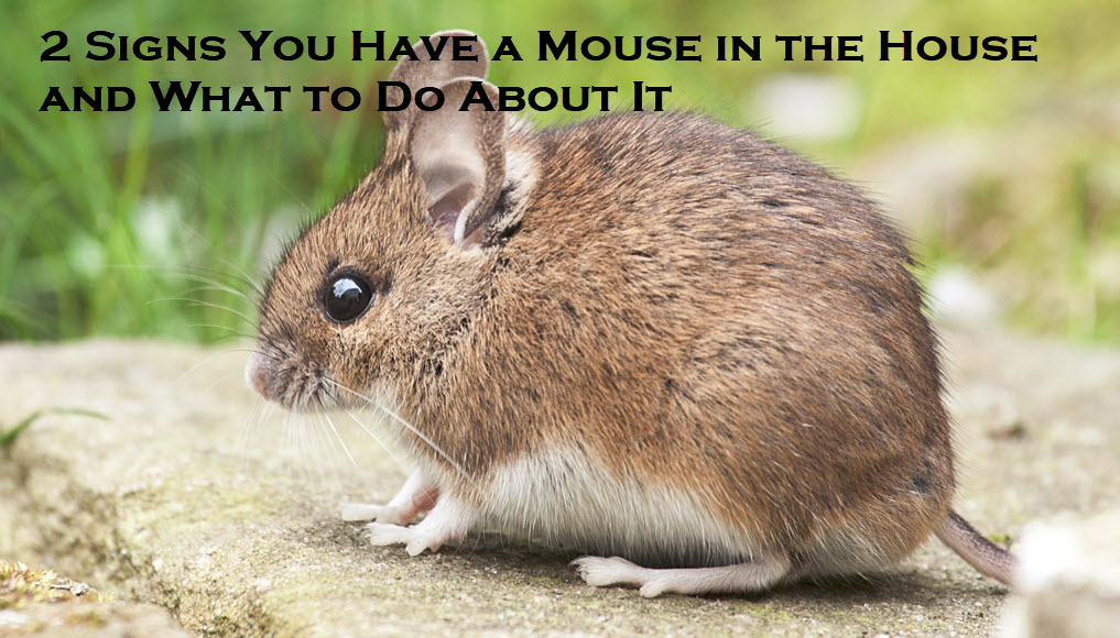 pest control services in Hamilton
