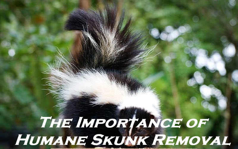 The Importance of Humane Skunk Removal