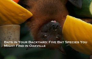 Bat Removal Oakville