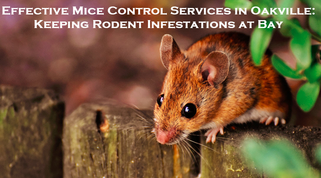 mice control