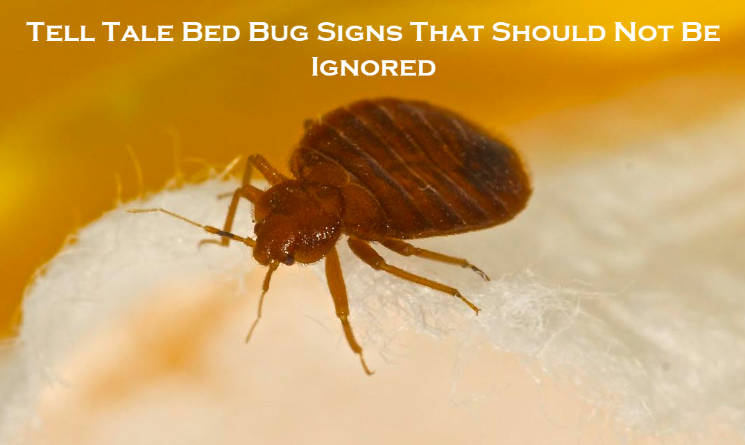 Bed Bug